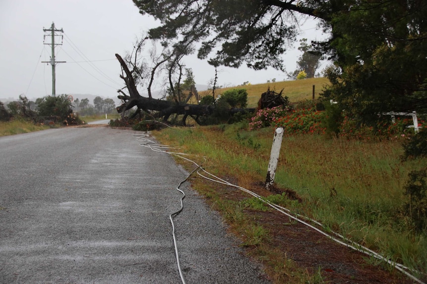 A fallen tree pulled down powerlines in Tasmania.