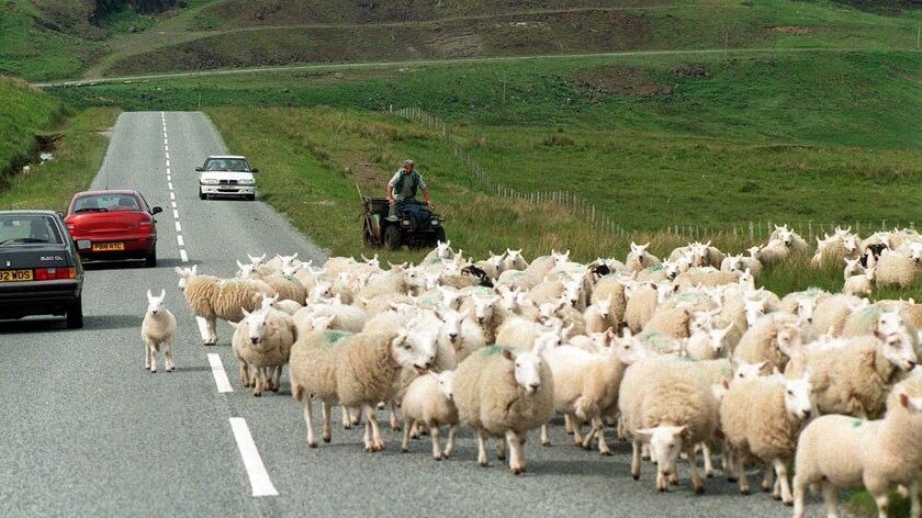 Sheep make their way along a road on the Isle of Skye