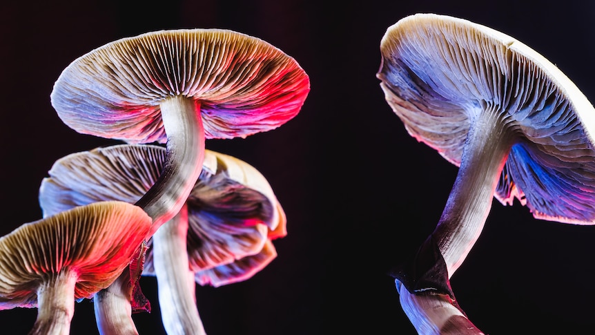 Mushrooms with pink and blue colours against black background