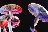 Mushrooms with pink and blue colours against black background