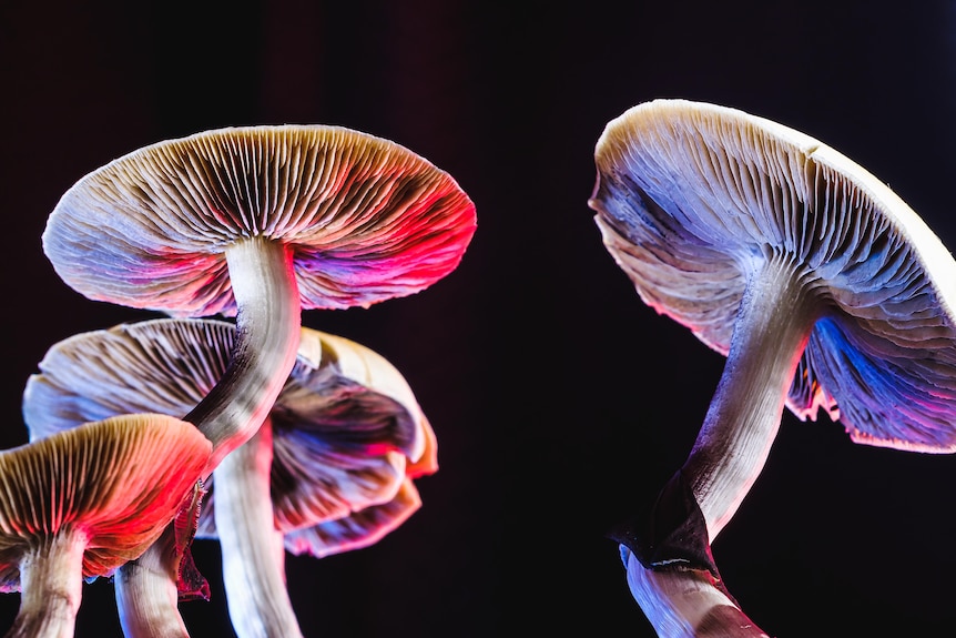 Mushrooms with pink and blue colours against black background