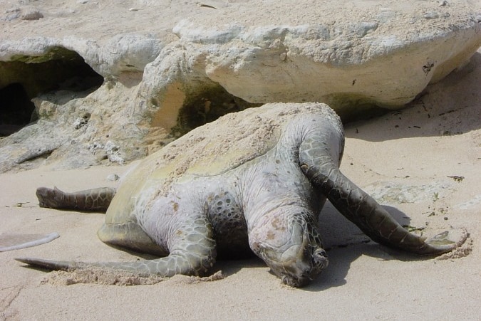 Overturned turtle next to a steep coral cliff