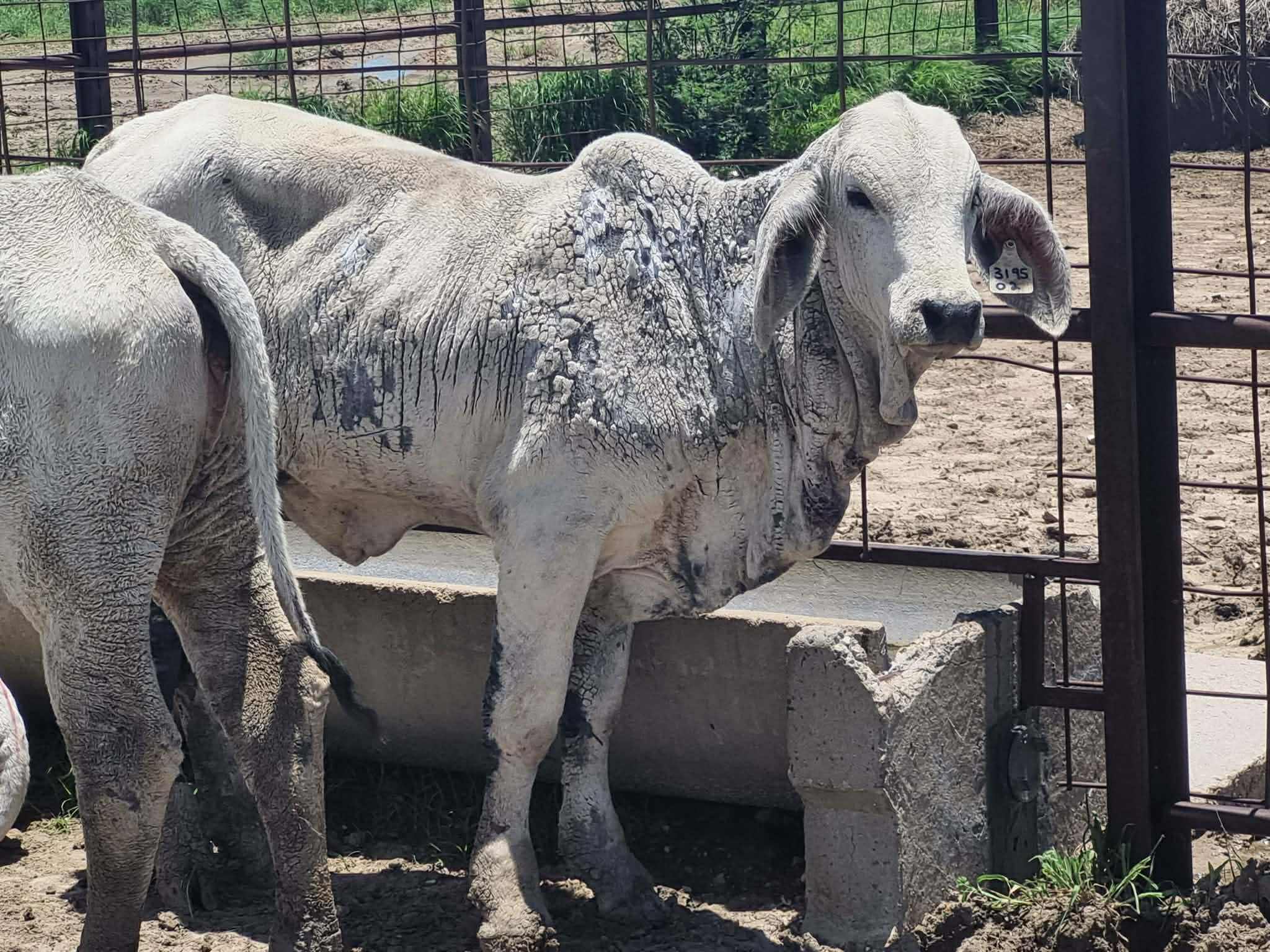 vaca branca parada com bactérias na pele, fazendo com que a pele se solte do corpo