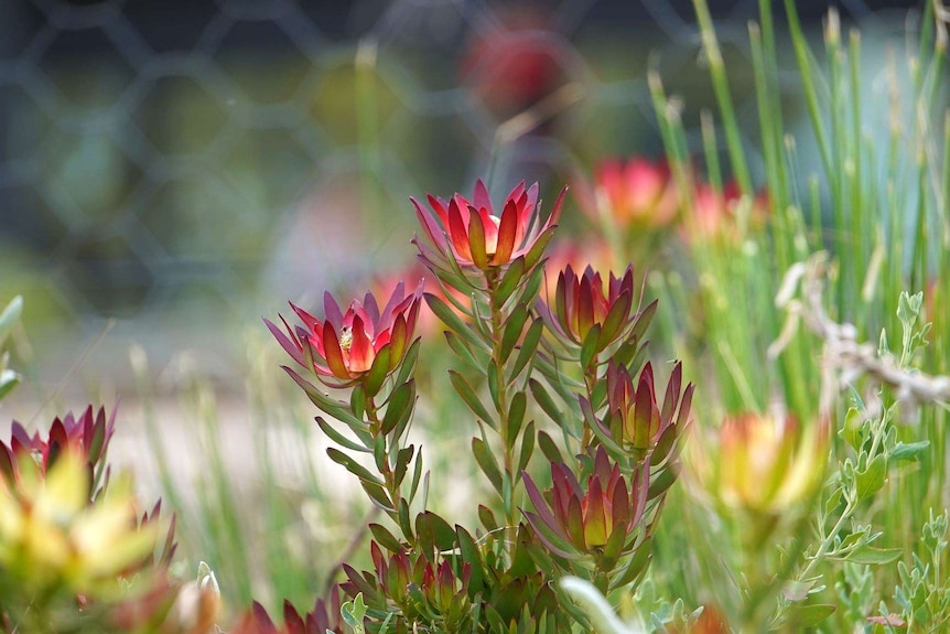 A flower inn bloom provides colour.