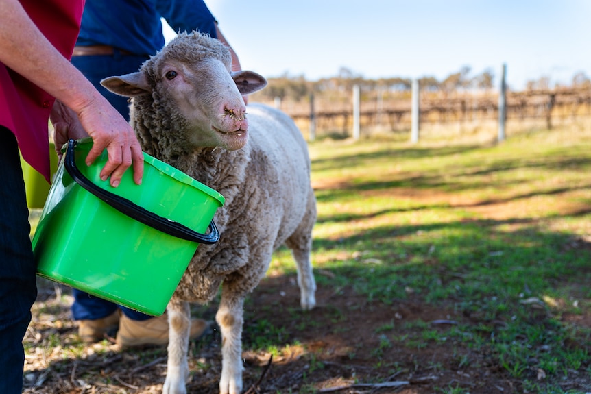 Sheep eating out of a bucket carried by a woman's hand on a vineyard