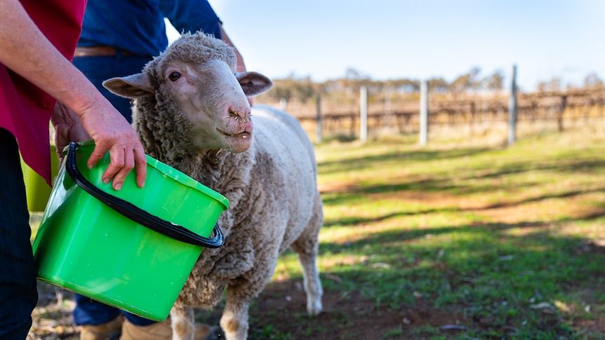 Sheep eating out of a bucket carried by a woman's hand on a vineyard