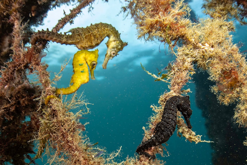 An underwater photo of three seahorses, one is yellow, one is black and one is cream coloured.