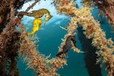 An underwater photo of three seahorses, one is yellow, one is black and one is cream coloured.