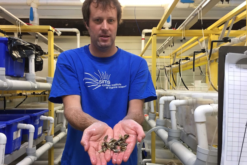 Man stands in science laboratory holding oyster spats, Sydney harbour