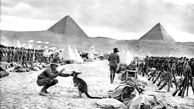An Australian soldier plays with a kangaroo with the Pyramids in the background