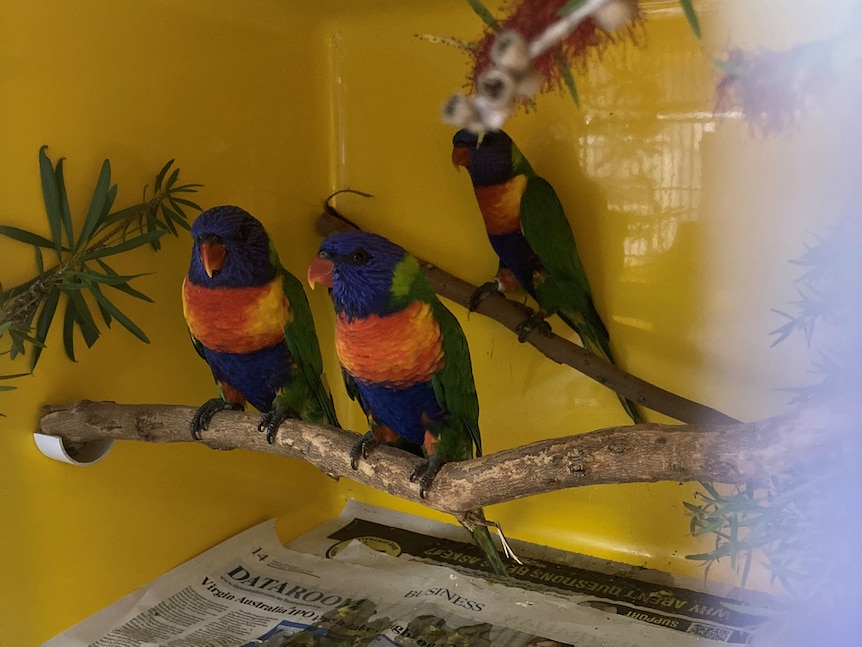 Three rainbow lorikeets perch on gum tree sticks in a plastic box enclosure.
