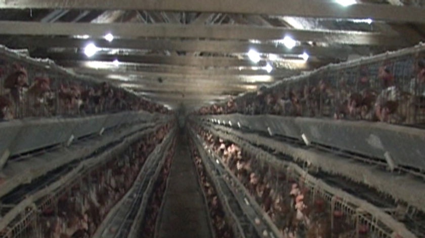 Battery hens in cages at Pitt Poultry farm Tasmania, April 2007