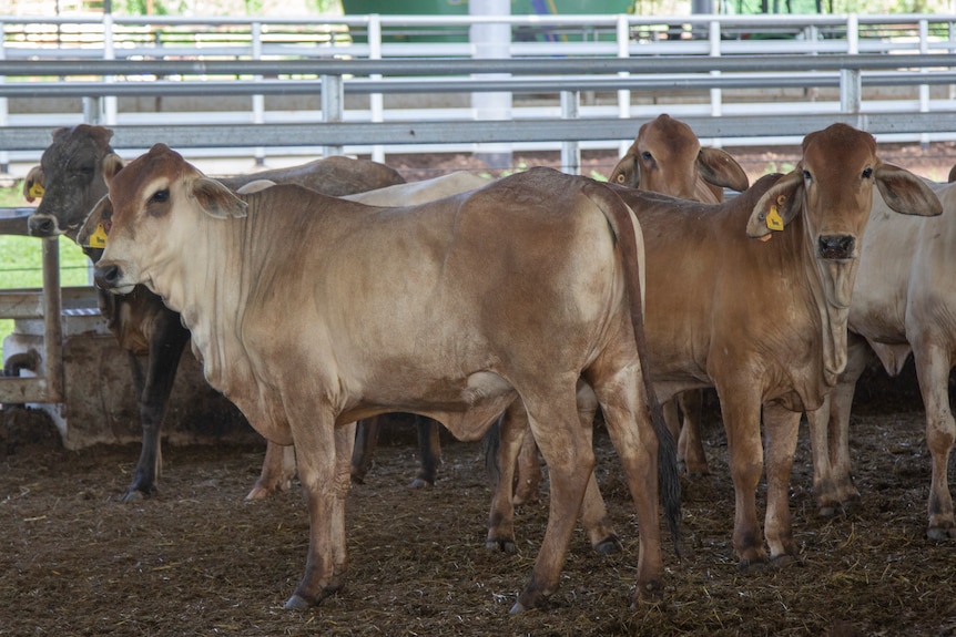 brahman cattle in a yard.