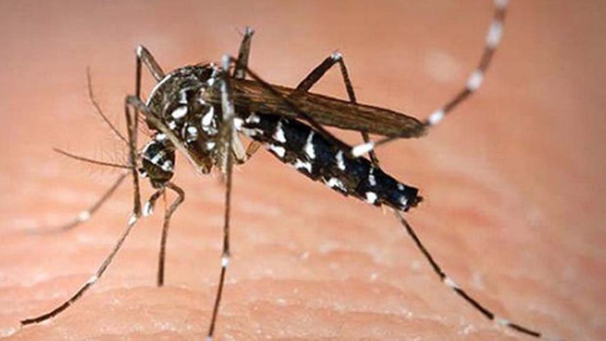 Wet weather providing ideal breeding conditions for mosquitos.