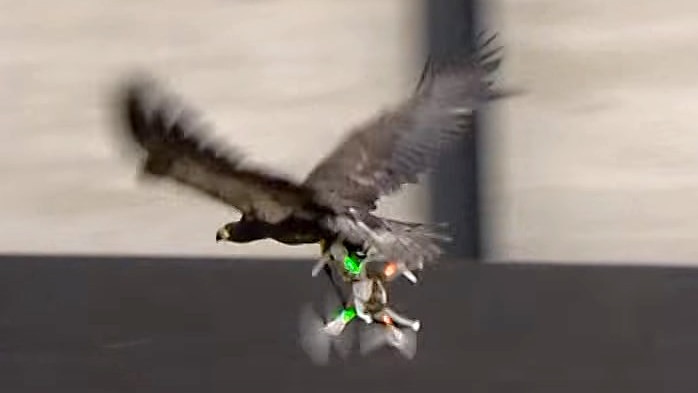 An eagle trained by Dutch police snatches a drone out of the air