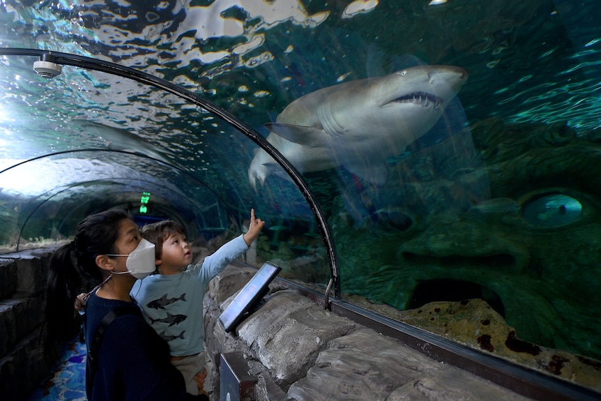 Woman in mask and child look at shark in aquarium