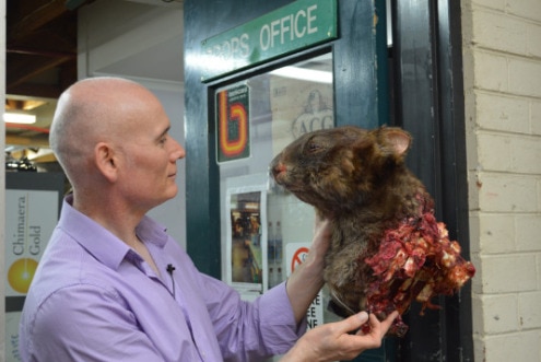 Andrew Best holds a very realistic mauled wombat made for an television show.
