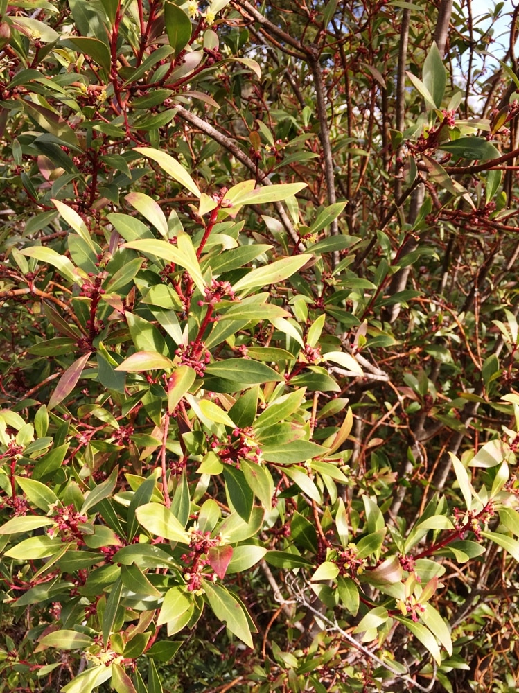 Mountain pepper is an Australian native plant.