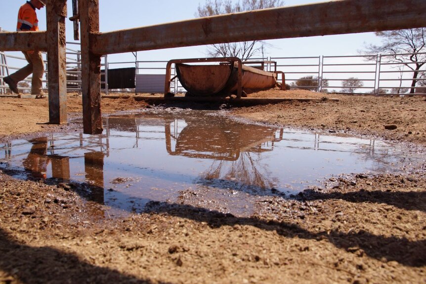 A pool of water in cattle yards on Prenti Downs Station.