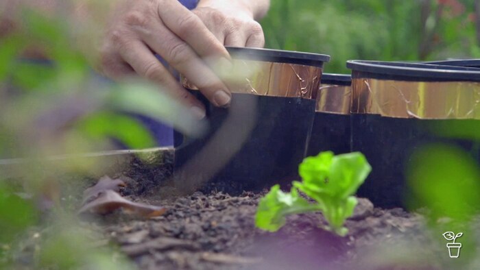 Black plastic pots with copper tape below the rim being placed in a vegetable garden bed