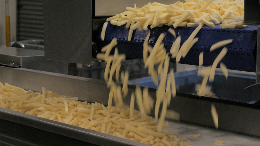 Chips fly off a chip making machine onto a conveyer belt. 