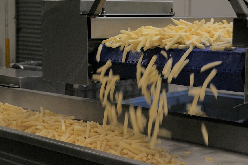 WA Chip: image of chips being processed