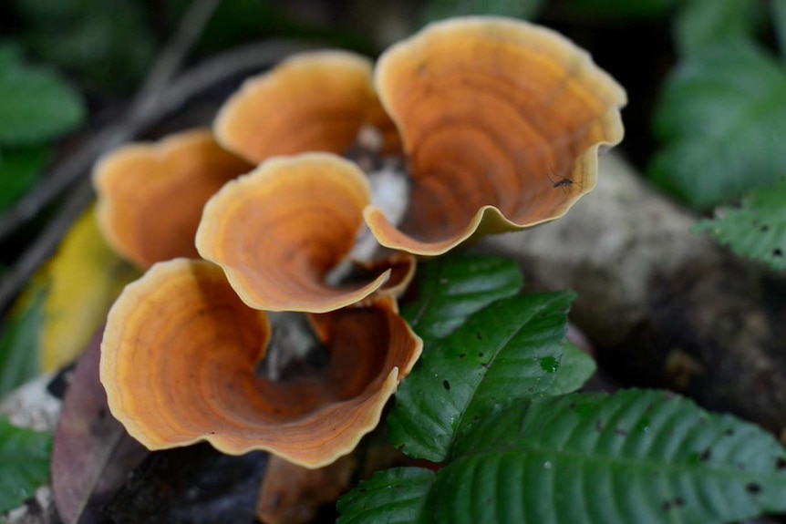 Fungus on rainforest floor