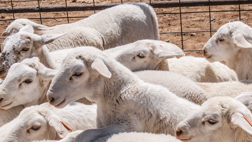 Lambs bunch together in a holding yard.