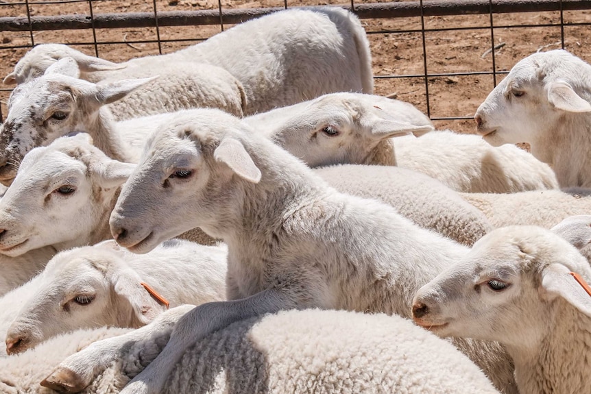 Lambs bunch together in a holding yard.