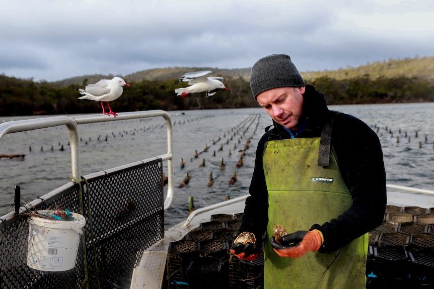 A man wearing a beanie and warm waterproof clothes looks at an oyster on a boat