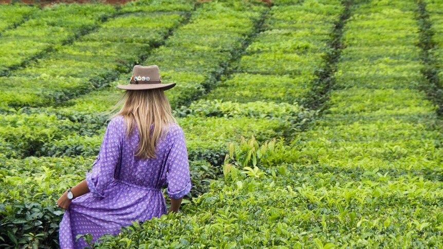 A woman walks through a tea plantation.