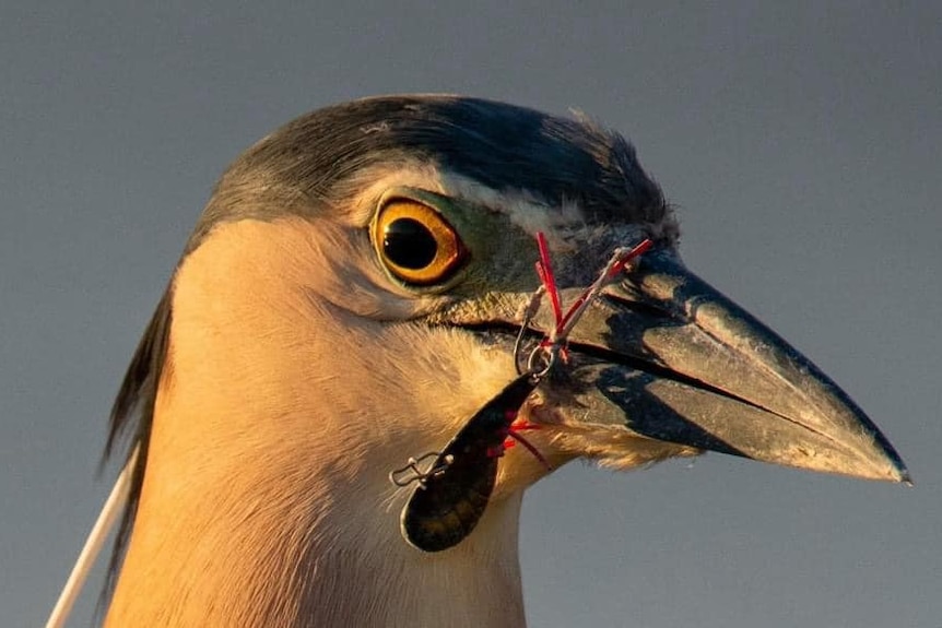 A bird with plastic and wire over its beak.