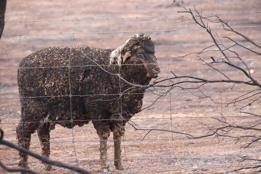 A sheep with blackened wool.