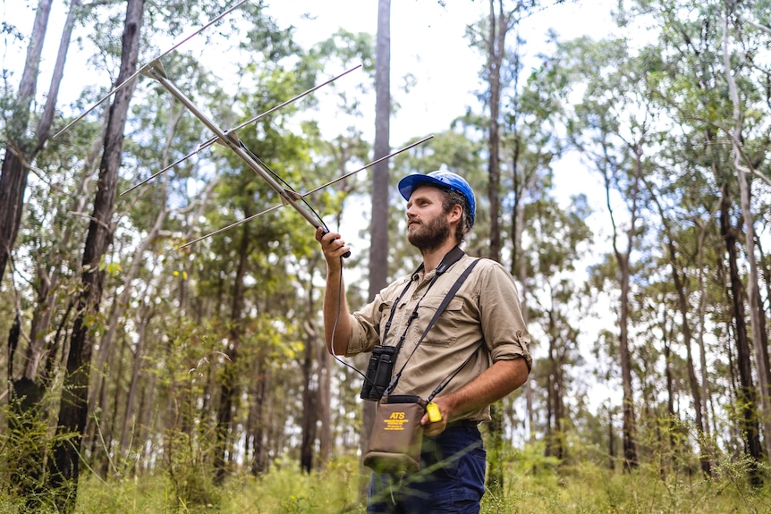 A man stands in bushland holding a radio antenna.