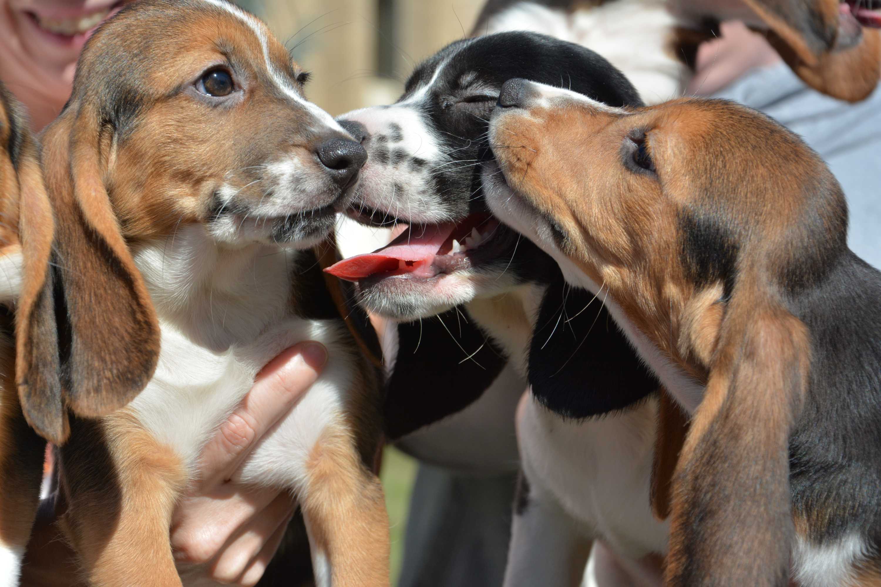 Scientists breed litter of puppies using IVF - ABC News