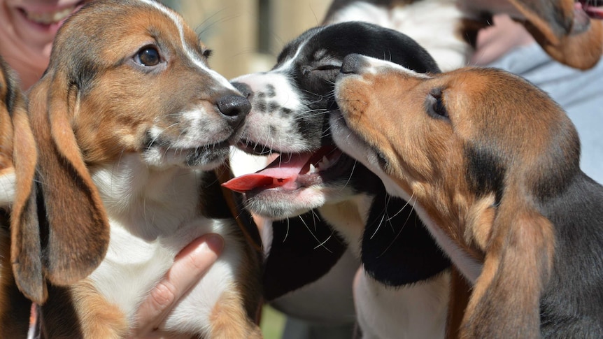 IVF puppy litter