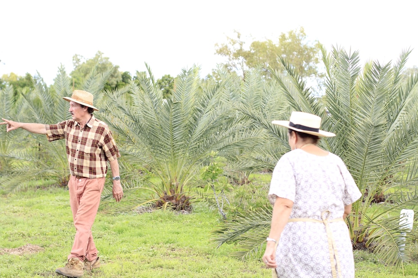A man and a woman in hats walk around several date trees.