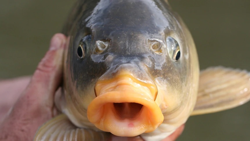 A hand holding a carp fish with its mouth open.
