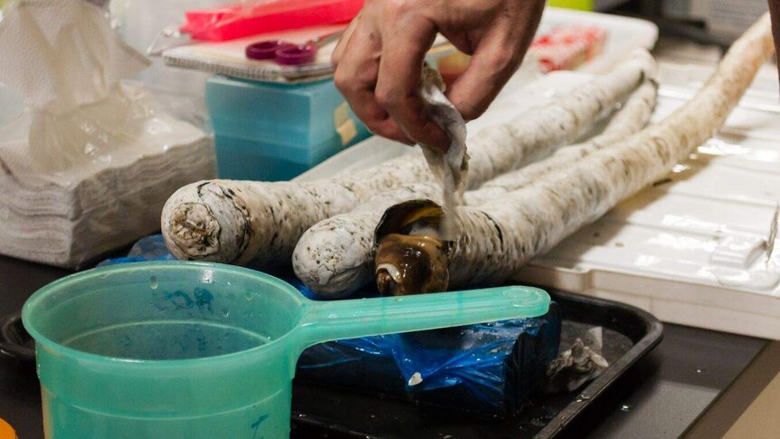 A scientist removes the top of the shell from a giant shipworm, revealing the animal living inside.