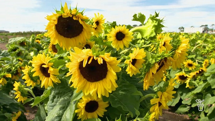 Sunflowers growing in an open field