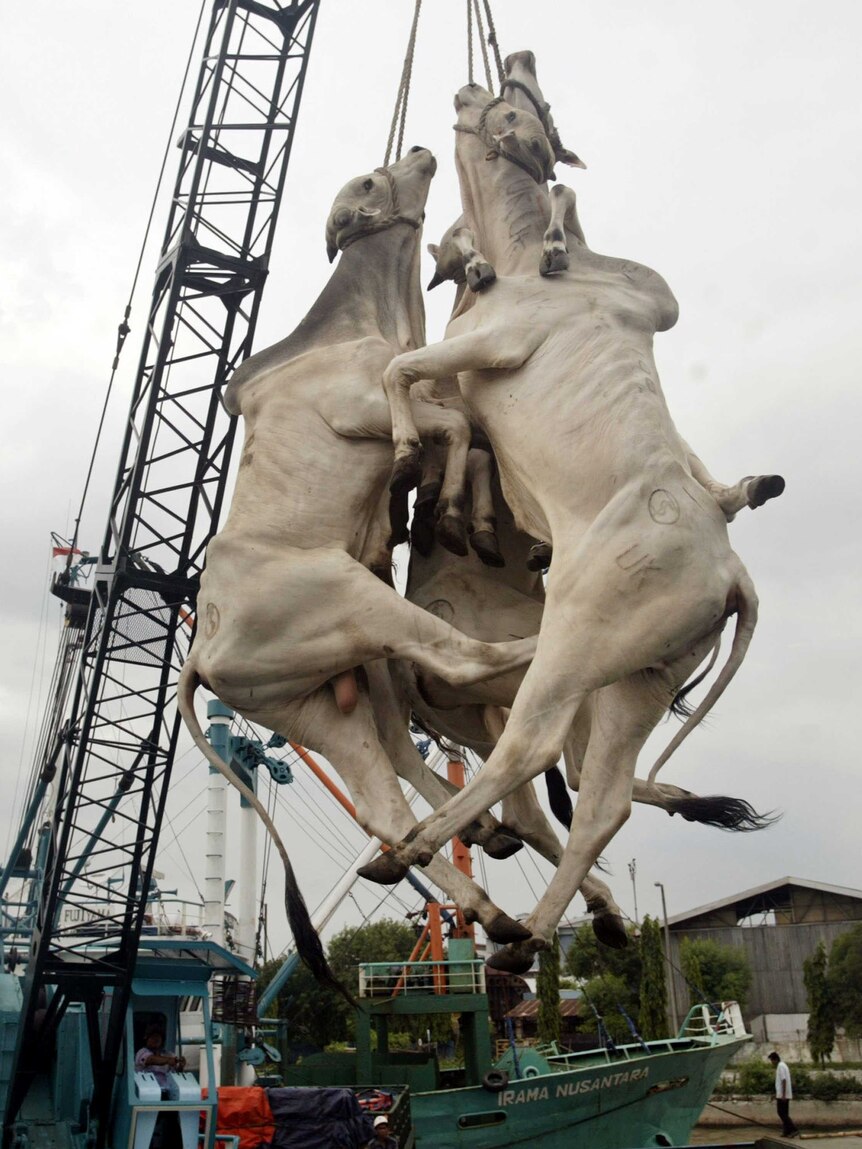 Three cows are lifted by ropes hung around their neck.