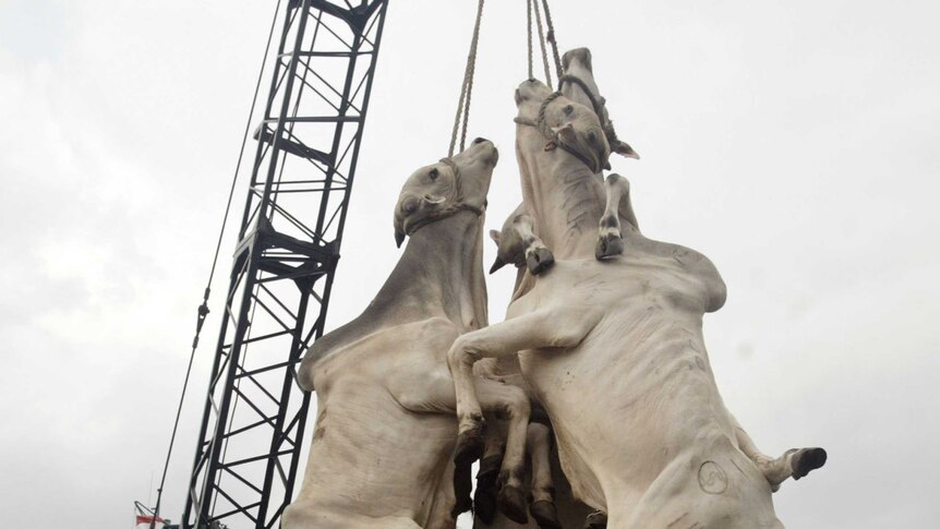 Three cows are lifted by ropes hung around their neck.