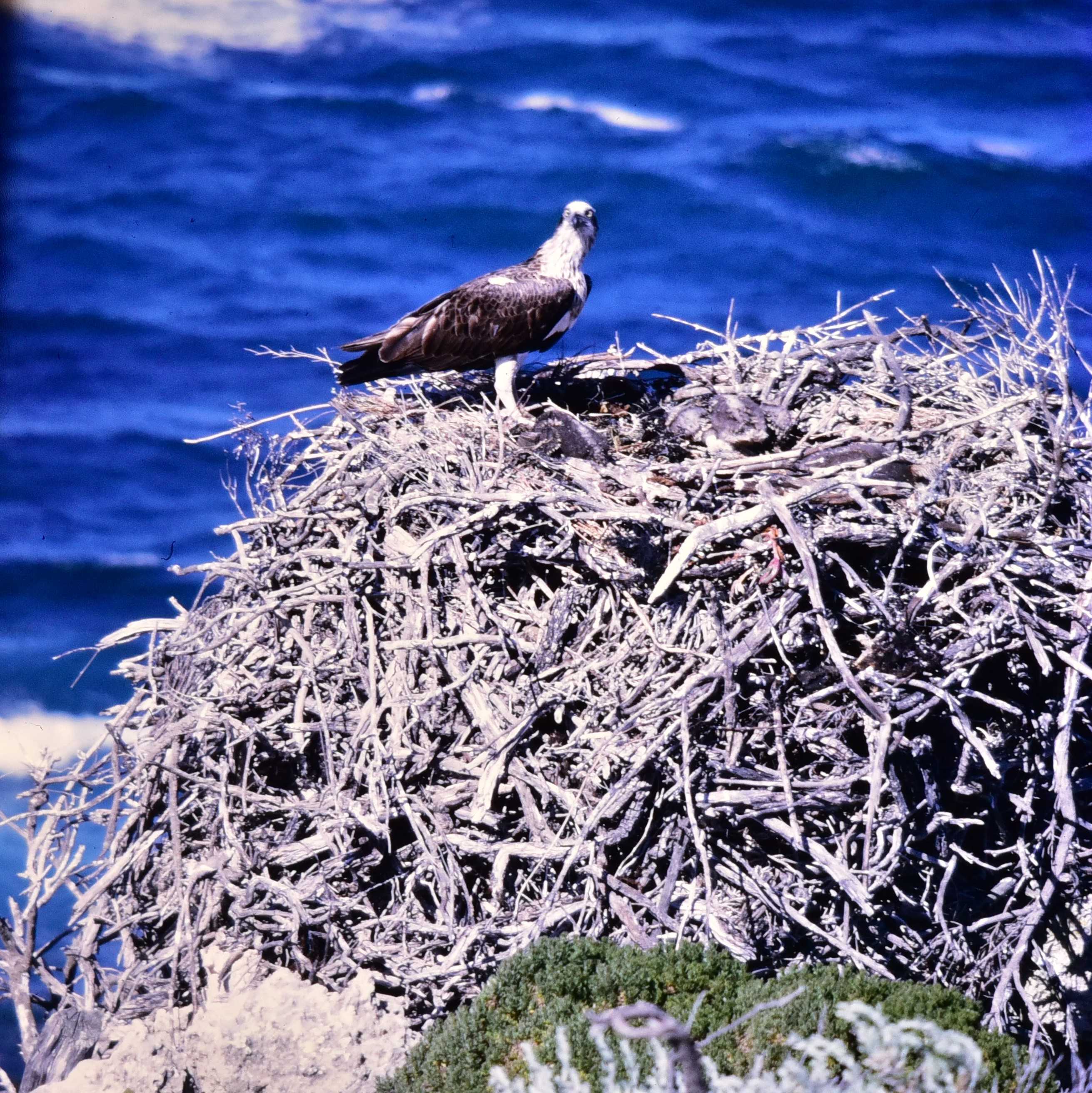South Australian bird enthusiasts hope 24hour osprey livestream could