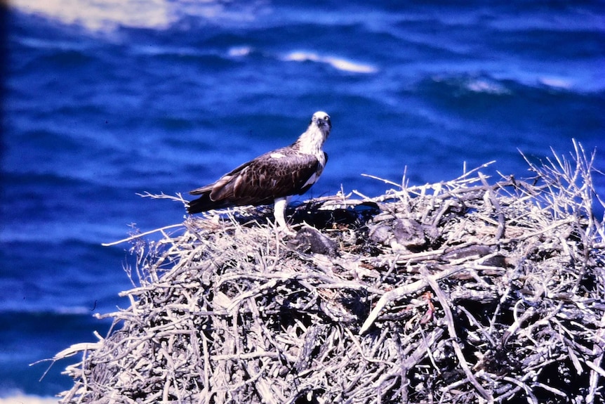 Osprey perched on stick nest