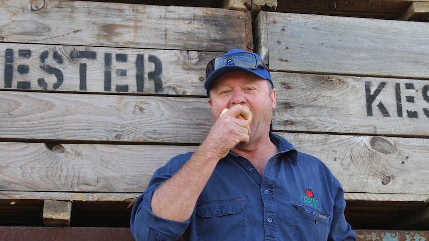 A man dressed in a blue shirt stands in front of apple crates and takes a bit of apple