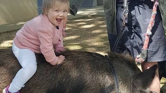 Grunt the Pig is popular with children in Wangaratta.