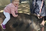 A small child grins as they ride on the back of a large black pig.
