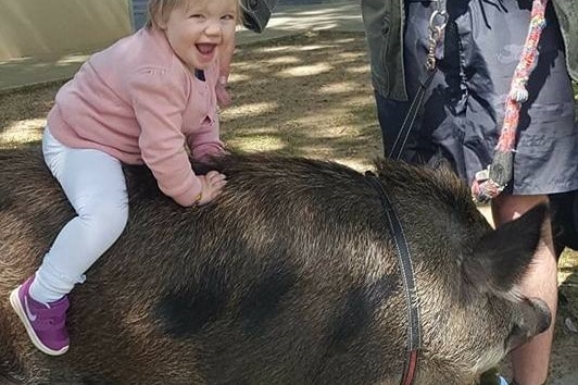 Grunt the Pig is popular with children in Wangaratta.