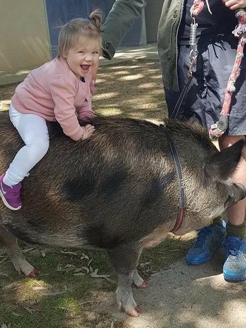 A small child grins as they ride on the back of a large black pig.