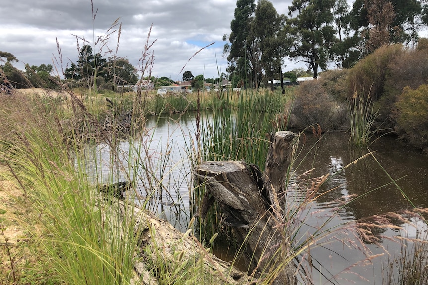 a wetland has reeds and logs